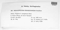 Melanopsichium pennsylvanicum image